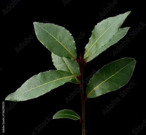 Laurel, , Laurus nobilis