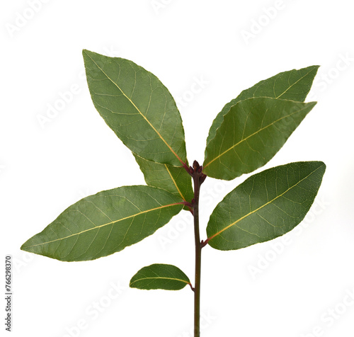 Laurel, , Laurus nobilis