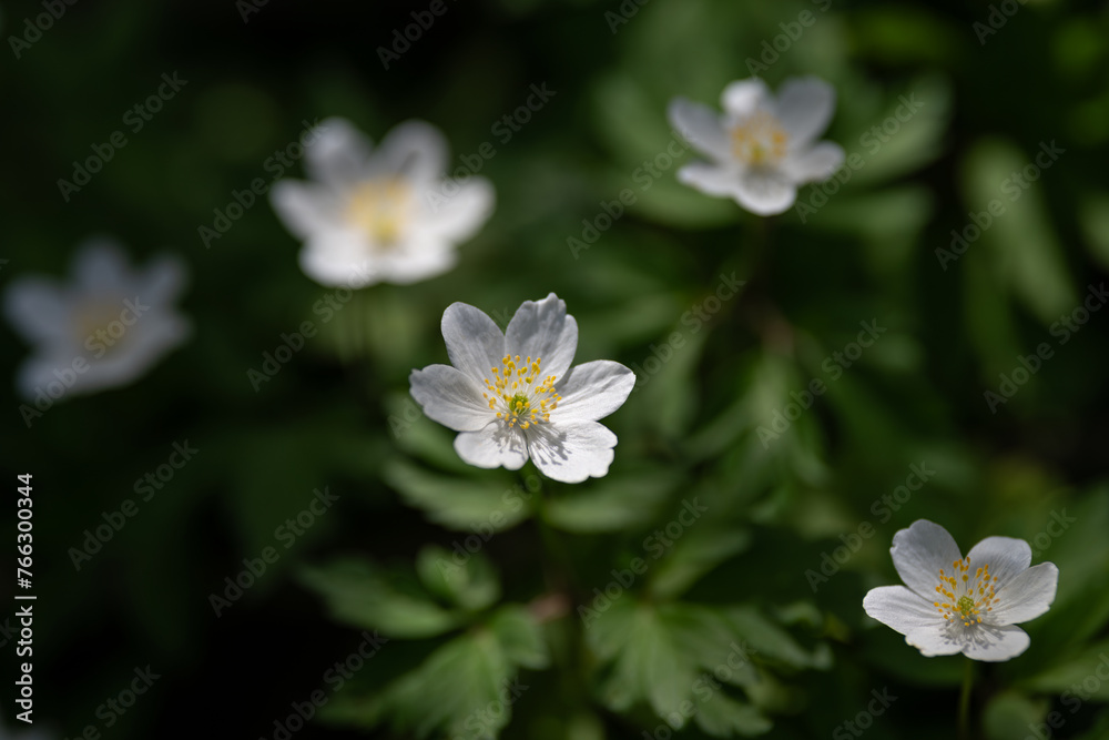 Anemone nemorosa, wood anemone, windflower. Blur effect with shallow depth of field Anemone nemorosa, wood anemone, windflower. Blur effect with shallow depth of field