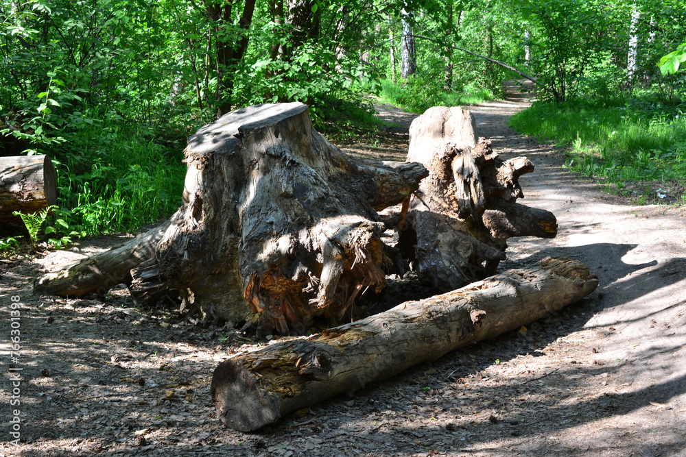 tree stump with log on the path in the forest tree stump with log on the path in the forest