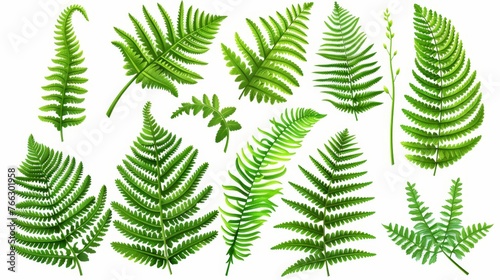 Plant elements, tropical leaves in realistic style. Bracken twigs, exotic foliage, greenery, branches, fronds for decoration. Isolated drawn modern illustrations.