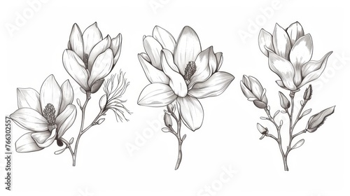 Collection of sketches of Magnolia flowers with line art on white backgrounds. Black and white botanical illustrations. Modern files. #766302557
