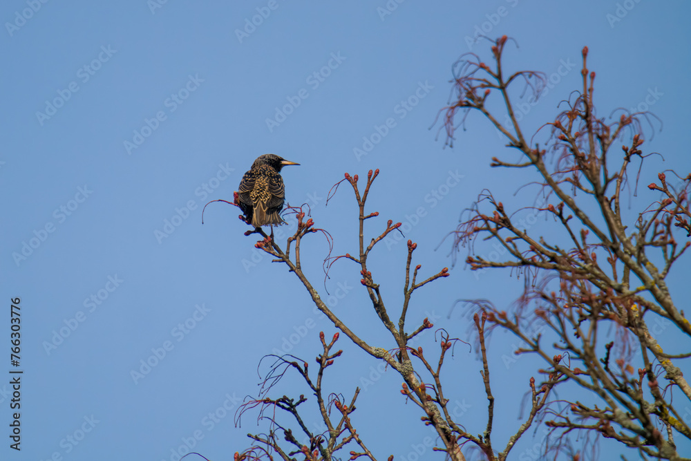 a starling perched on a maple tree at a sunny spring day with blue clear sky a starling perched on a maple tree at a sunny spring day with blue clear sky