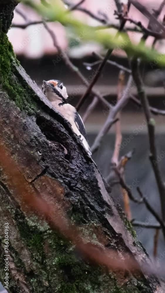 Slow motion close-up of a Great Spotted Woodpecker walking funny on a tree. Dendrocopos major in a family garden with a house in the background. Village life from Hungary. Animal behaviour concept. Slow motion close-up of a Great Spotted Woodpecker walking funny on a tree. Dendrocopos major in a family garden with a house in the background. Village life from Hungary. Animal behaviour concept.