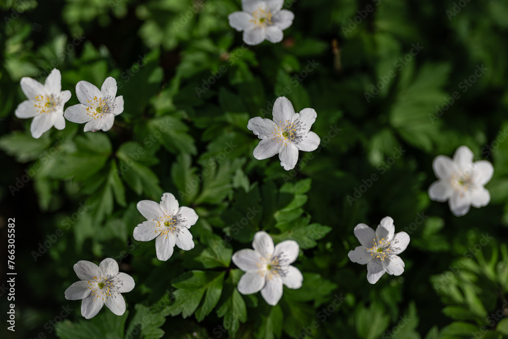 Anemone nemorosa, wood anemone, windflower view from above. Blur effect with shallow depth of field Anemone nemorosa, wood anemone, windflower view from above. Blur effect with shallow depth of field