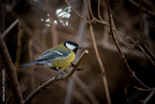 great tit, parus major,  is perching on a twig at a spring morning