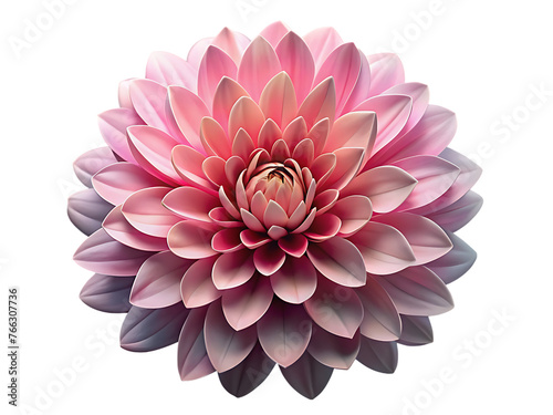 Pink lotus flower blooming