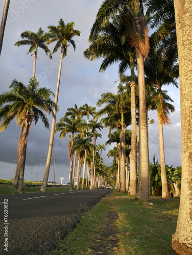 scenic asphalt road with royal palm trees in allee dumanoir, capesterre belle eau, guadeloupe