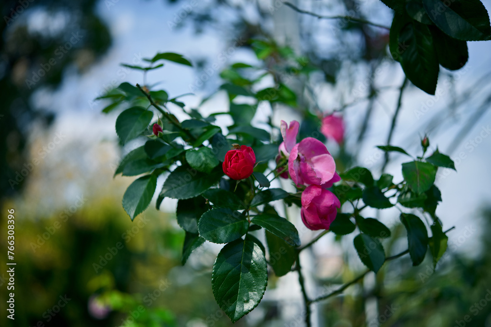Obraz premium 鶴舞公園