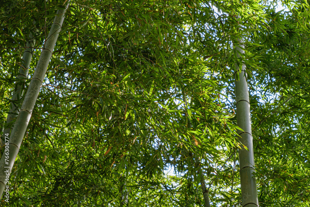 Fototapeta premium Arashiyama bamboo forest in Kyoto, Japan.