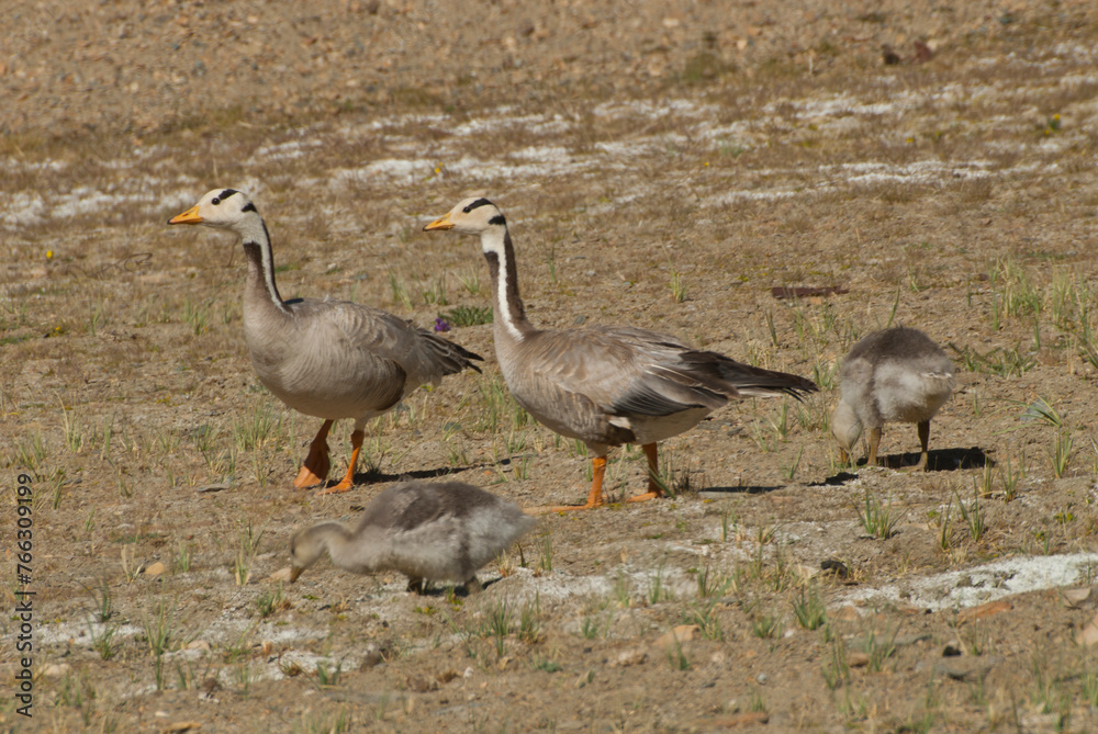 Bar Headed Geese couple with chicks resting near Lake Tsomoriri during summer, India.