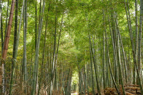 Arashiyama bamboo forest in Kyoto, Japan. photo