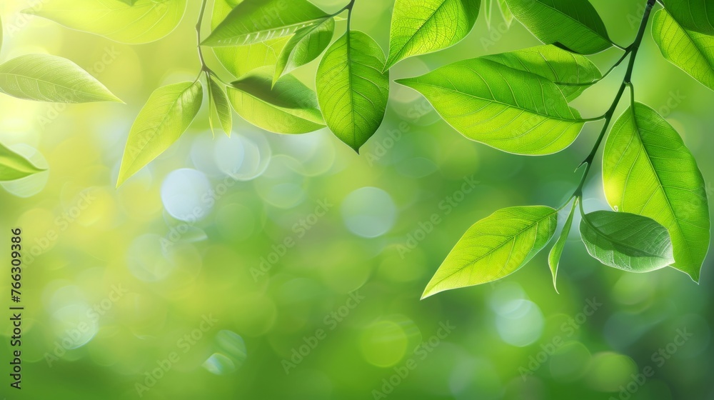 Sunlit Green Leaves with Bokeh Background Sunlit Green Leaves with Bokeh Background