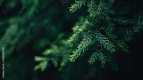 Evergreen Pine Needles with Dark Backdrop