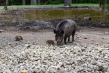 Wild boar and two wild boar whelps searching for food