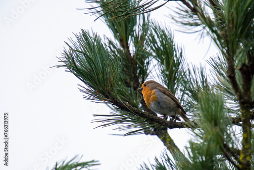 a european robin, erthacus rubecula, perched on a branch from a pine at early morning