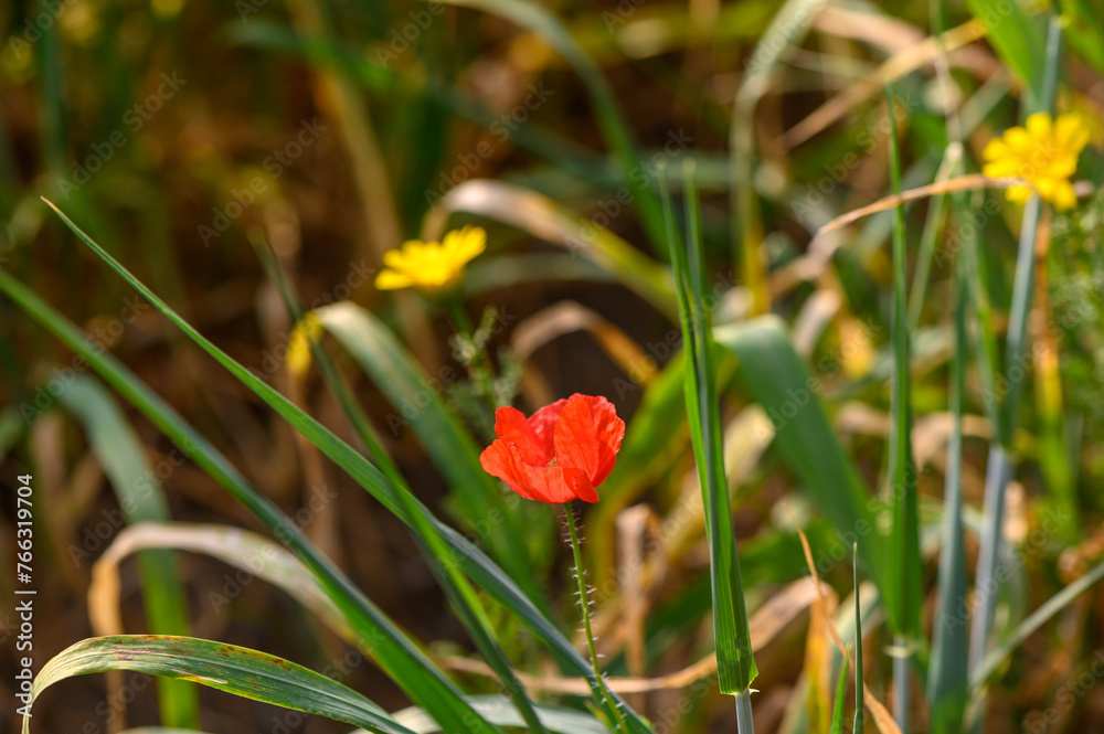 One bright red poppy in the middle of young wheat field with blue sky on a summer day 1 One bright red poppy in the middle of young wheat field with blue sky on a summer day 1