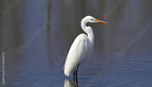 Great White Egret bird Stock Photo Egret bird photography.Wildlife Photography  Generative AI