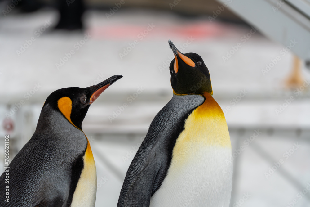 Fototapeta premium キングペンギン 旭山動物園 2024.03.17撮影SONY a7c2 + TAMRON 50-400mm 