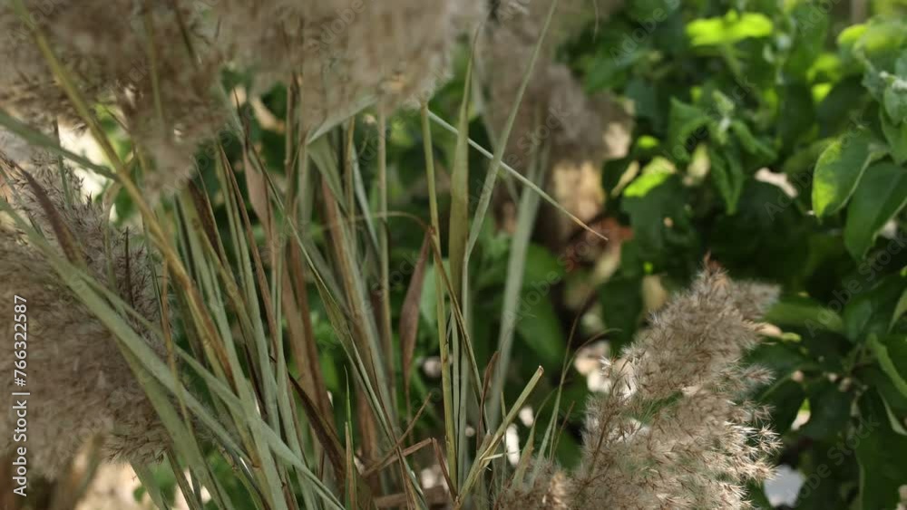 decor of the wedding arch in the park from dried flowers decor of the wedding arch in the park from dried flowers