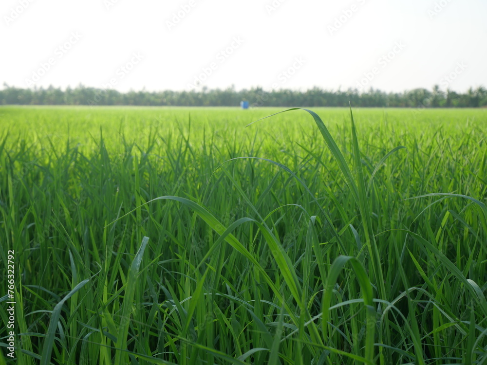 Green rice fields under the evening sun In a rural area in Thailand Green rice fields under the evening sun In a rural area in Thailand
