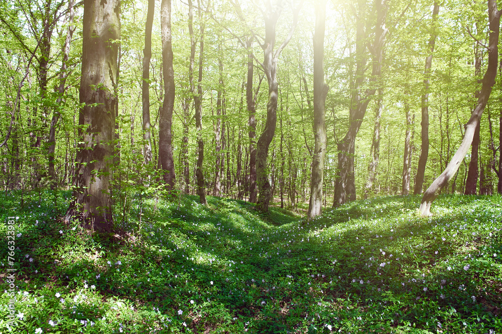 The periwinkle flowers cover the soil of the sun-drenched leafy forest. The periwinkle flowers cover the soil of the sun-drenched leafy forest.
