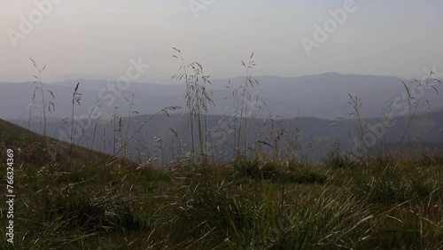 Windy evening on Svydovets in summer, Ukrainian Carpahian mountains photo