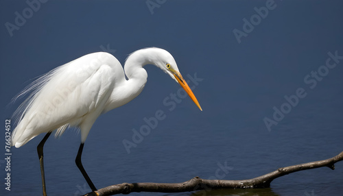 Great White Egret bird Stock Photo,Egret bird photography.Wildlife Photography, Generative AI