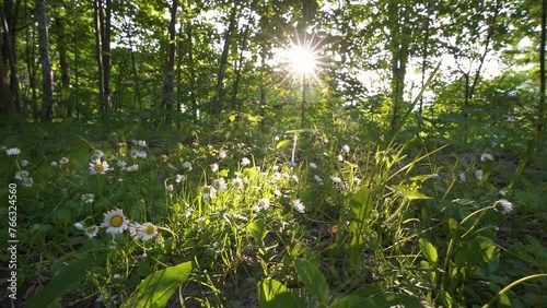 Fresh green forest nature with beautiful daisy flowers close up