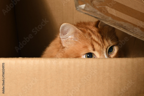 A ginger cat, hidden in a cardboard box, carefully and warily watches the target from a hiding place. Close-up.