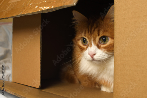 Red cat watching from a cardboard box, domestic cat in a cardboard box. Close-up