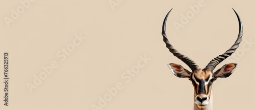  A close-up photo of a gazelle's face with extremely long curved antelope horns