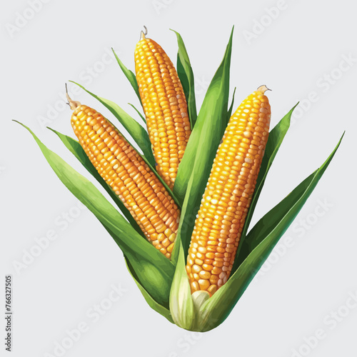 clipart of fresh corn, vector isolated
