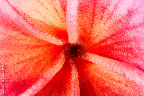 Plumeria, Frangipani Closeup