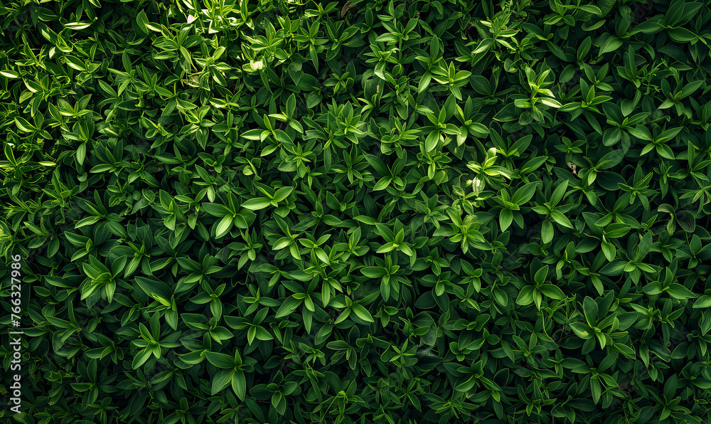 lush green grass, grass field background, green background top view lush green grass, grass field background, green background top view