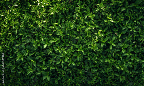 lush green grass, grass field background, green background top view