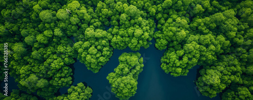 aerial view of mangrove forest background