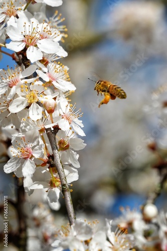 Blüten im Frühling mit Biene im Anflug