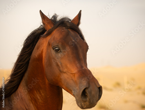 close up of a horse © serhii