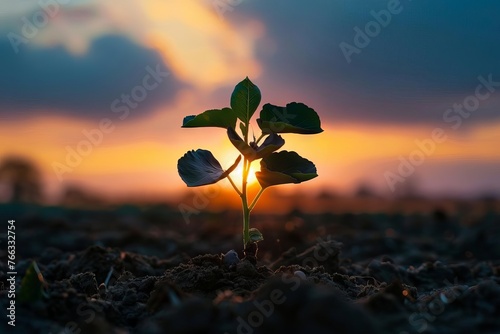 silhouette of the parable of the mustard seed, biblical story of faith and growth photo