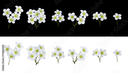Botanical Collection. Set of of white flowers Saxifraga arendsii. Set for creating floral arrangements, cards, wedding invitations, designs, collages, floral frames.