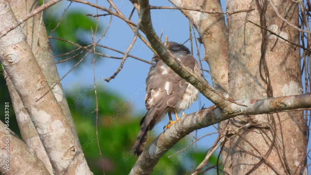 bird on a branch bird on a branch