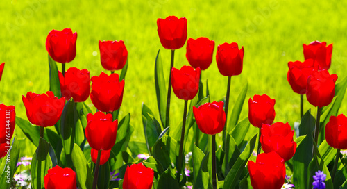Fototapeta Naklejka Na Ścianę i Meble -  blooming tulips closeup