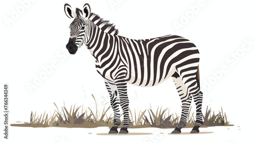 Grevys Zebra standing on a grass at Lake Nakuru photo