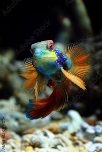 Mandarinfish or Mandarin dragonet, beautiful indonesia marine fish