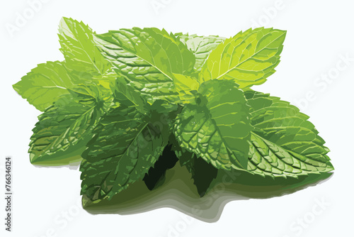 Fresh mint leaves on white backgrounds.