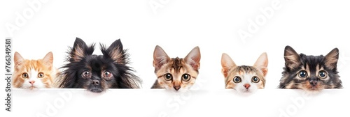 Group of kittens and a puppy peeking out - This playful image captures a group of adorable kittens and a black puppy peeking out over a white edge, evoking joy and curiosity