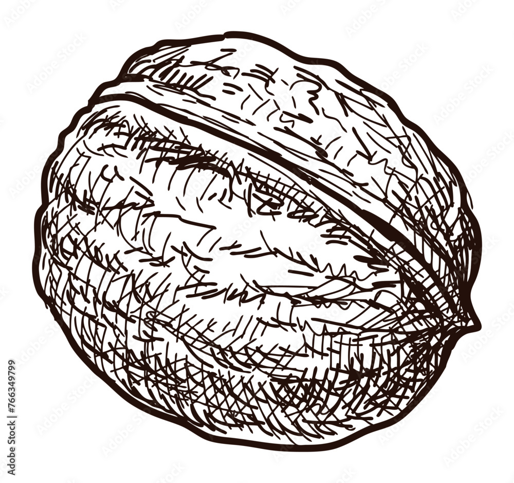 Walnut,whole,round,sketch,delicious healthy food, vector hand drawing isolated on white