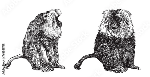 Monkey two black cute shaggy  realistic sitting looking, vector hand drawn illustration isolated on white