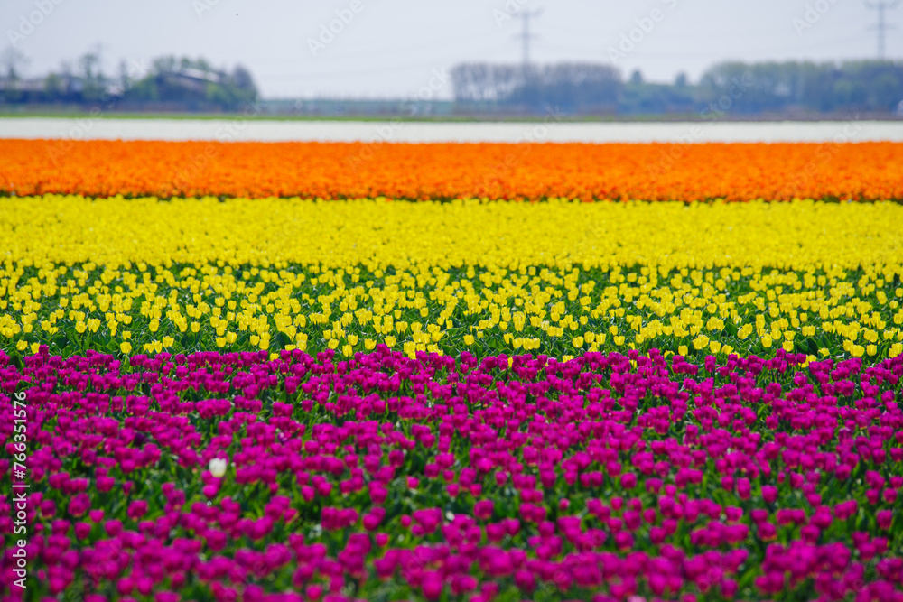 blooming tulip fields blooming tulip fields